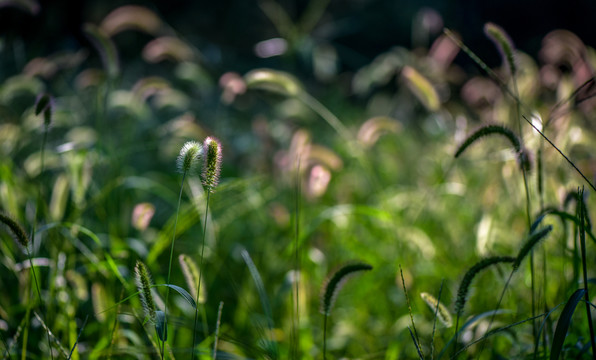 狗尾巴草