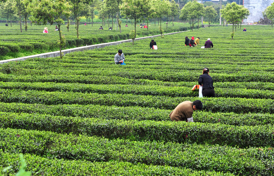 茶園采摘春茶