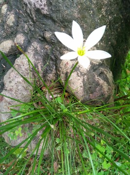 蘭花
