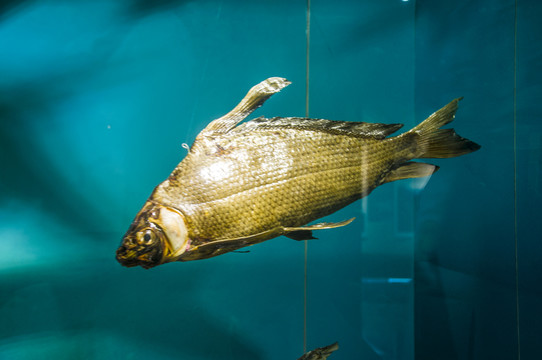 鰱魚標(biāo)本