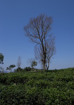 樹