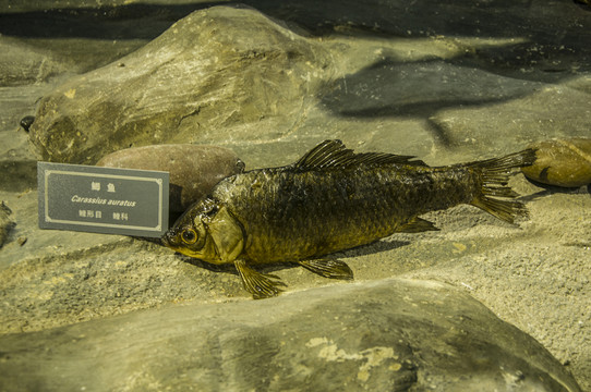 鯽魚標(biāo)本