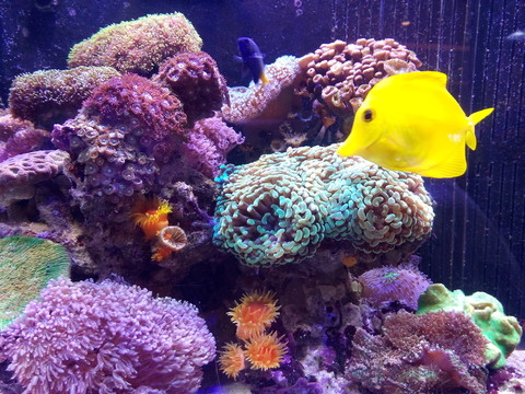 魚(yú) 動(dòng)物 魚(yú)缸 鯉魚(yú) 觀(guān)賞魚(yú)