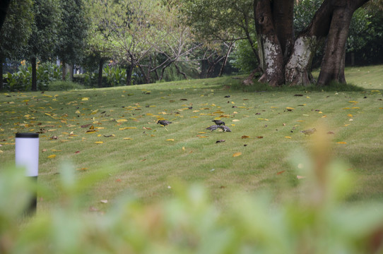 公園草坪綠化