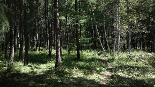 樹林