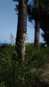 雜草