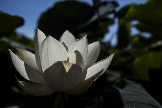 荷花