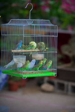 鳥籠