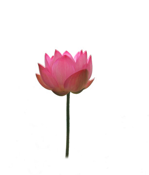 一朵荷花 白色背景大圖