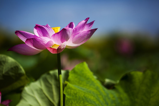 荷花