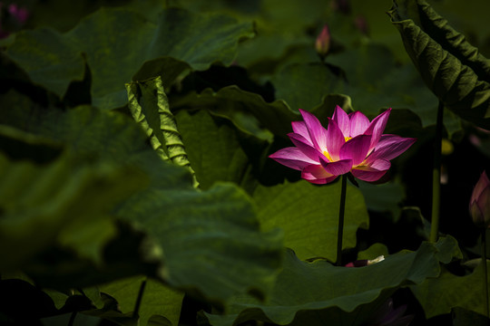 荷花