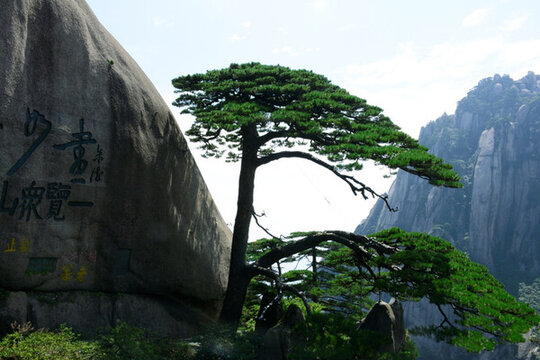 黃山風(fēng)光 迎客松