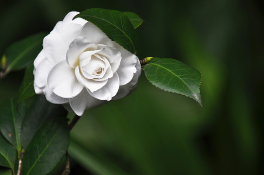 山茶花