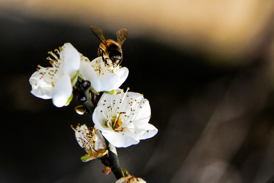 蜜蜂 梅花