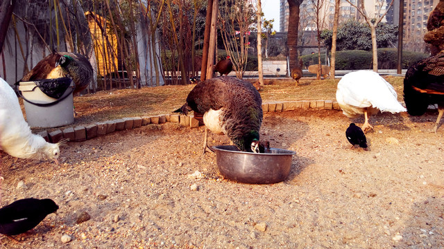 孔雀園