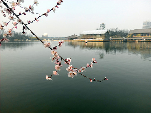 梅花