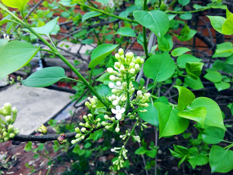 小白花