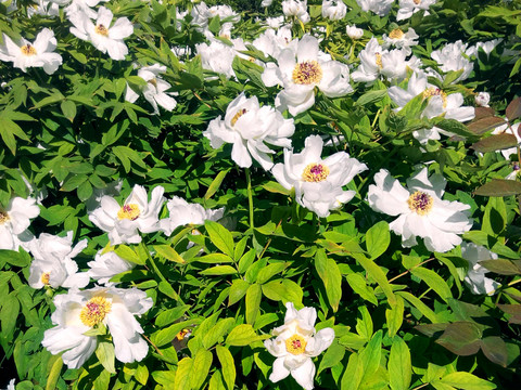 菊花