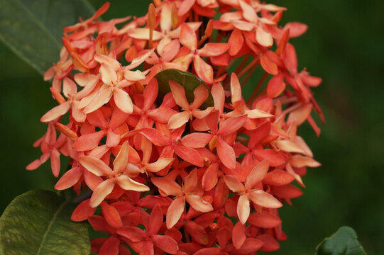 龍船花
