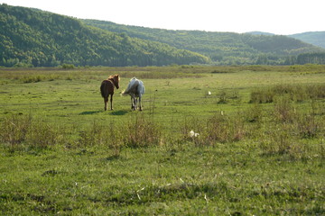 牧馬