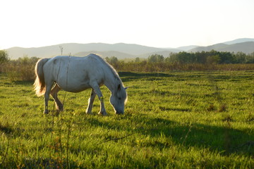 牧馬