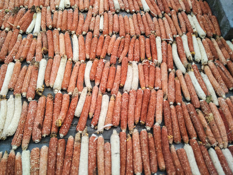 玉米芯