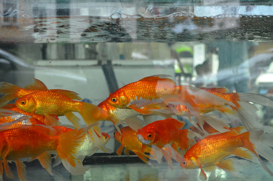 魚缸水族館