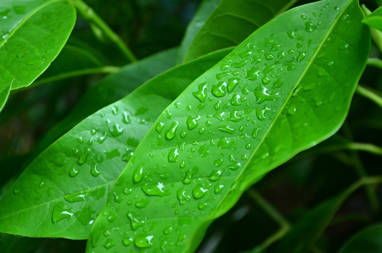 綠葉水珠