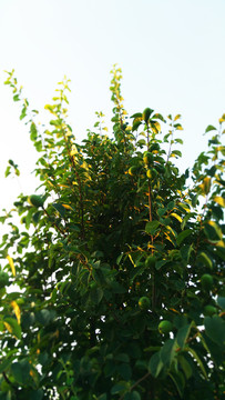 梨子樹(shù)