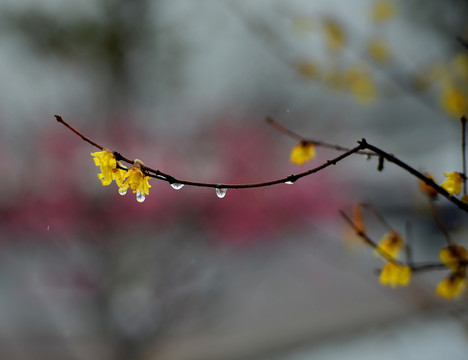 臘梅