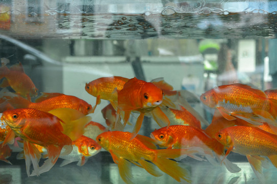 魚(yú)缸紅鯉魚(yú)
