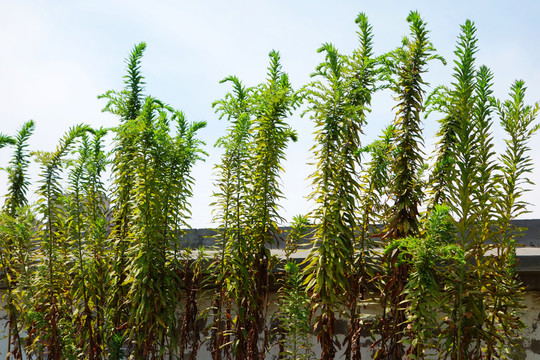 植物墻 圍墻