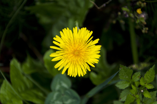 小菊花