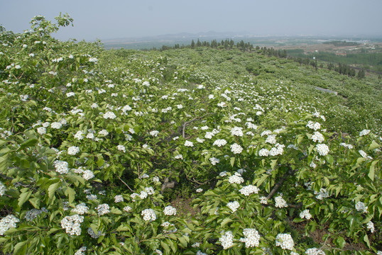 果園 山楂園 山楂花