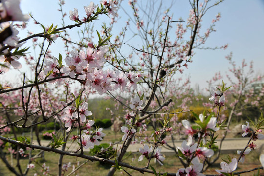 桃園 果園 桃花盛開