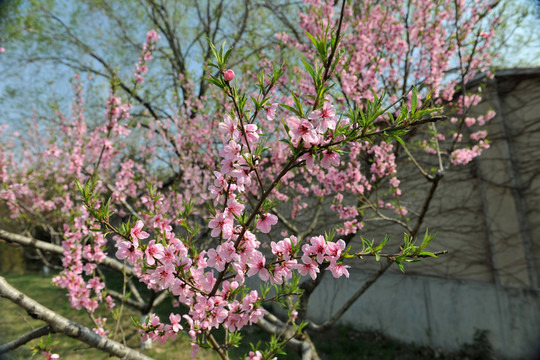 桃花盛開 春天桃花