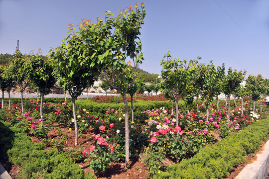 廠區(qū)風(fēng)景  花園式廠區(qū)