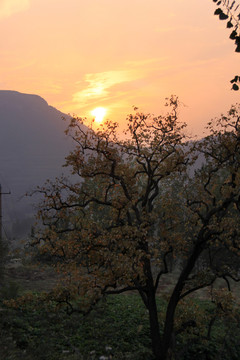 夕陽(yáng)