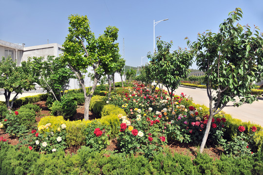 花園  綠化景觀