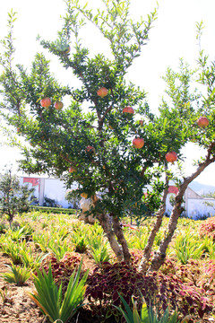 石榴樹(shù) 紅石榴