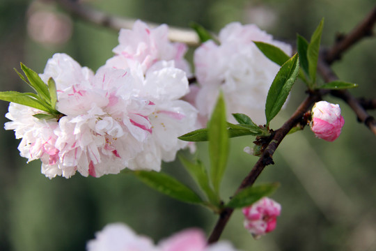 復(fù)色桃花