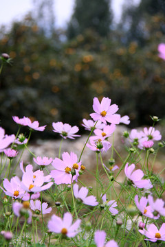 花草