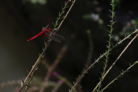 紅蜻蜓