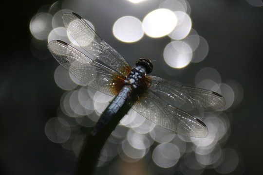 蜻蜓