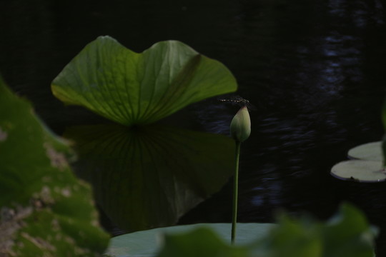 荷葉