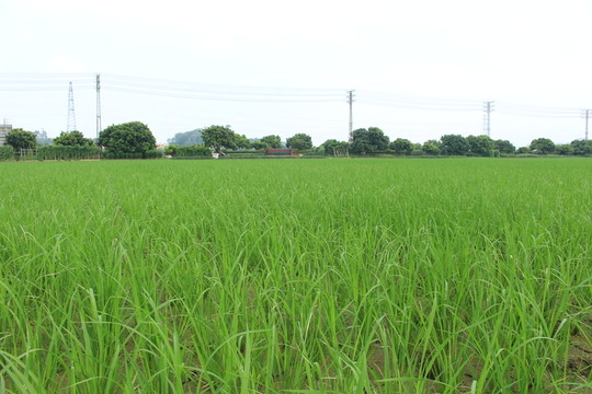 稻田風(fēng)采