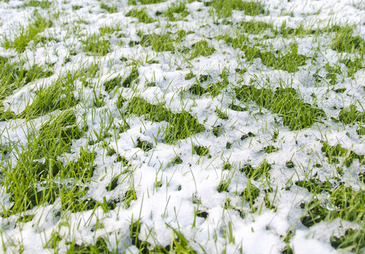 綠草白雪