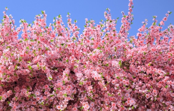 紫藤花