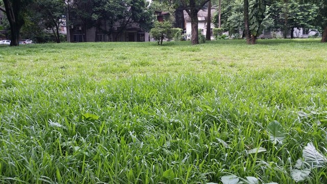 草地