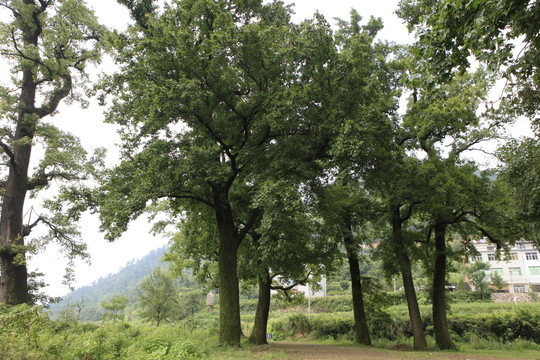 古楓香林
